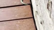Snake Hiding Outside My Bedroom Door || ViralID