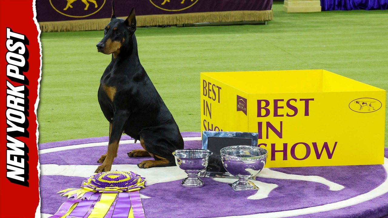 Penny the Doberman pinscher wins best in show at 150th annual Westminster Kennel Club Dog Show
