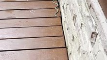 Shocking to See a Wild Snake Near My Door || ItsNowViral