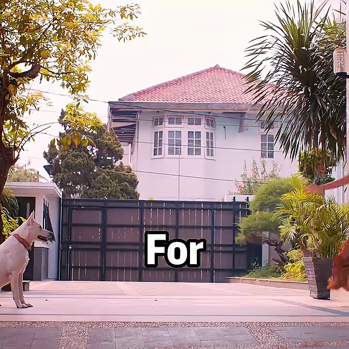 The Once-Ignored Dog Saved This Family.