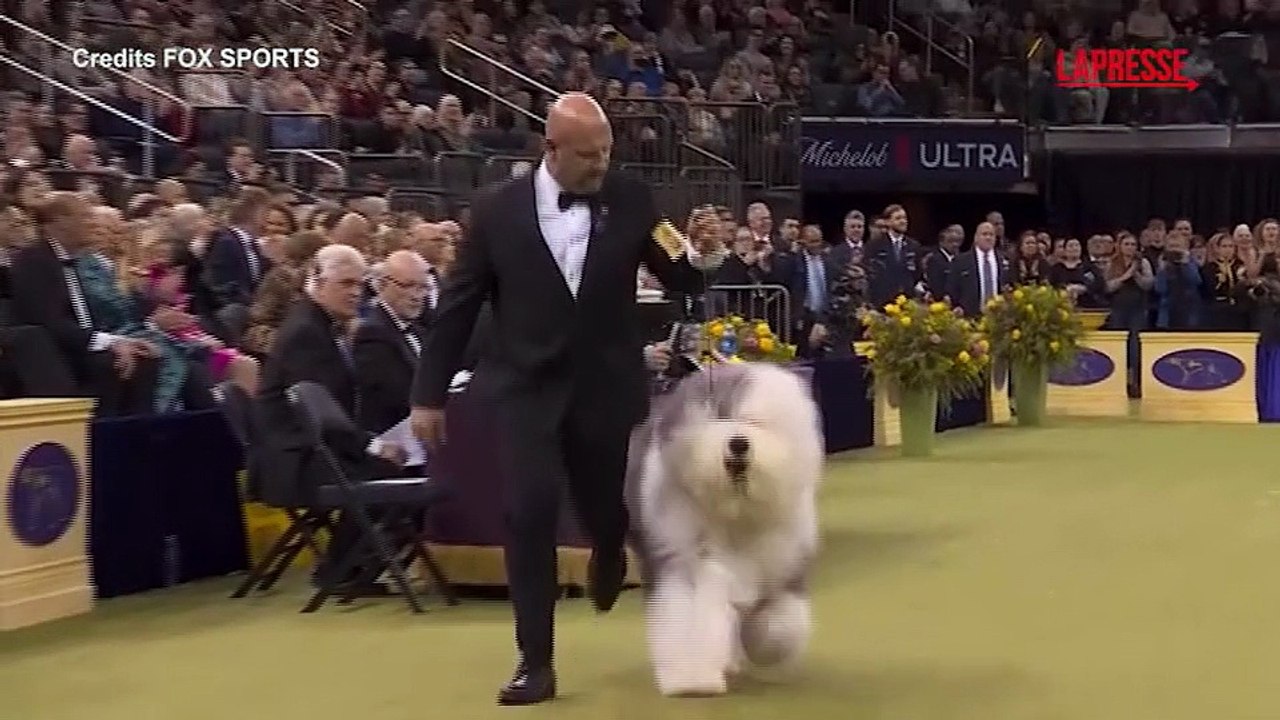 Penny, il dobermann pinscher, vince la 150? edizione del Westminster Dog Show