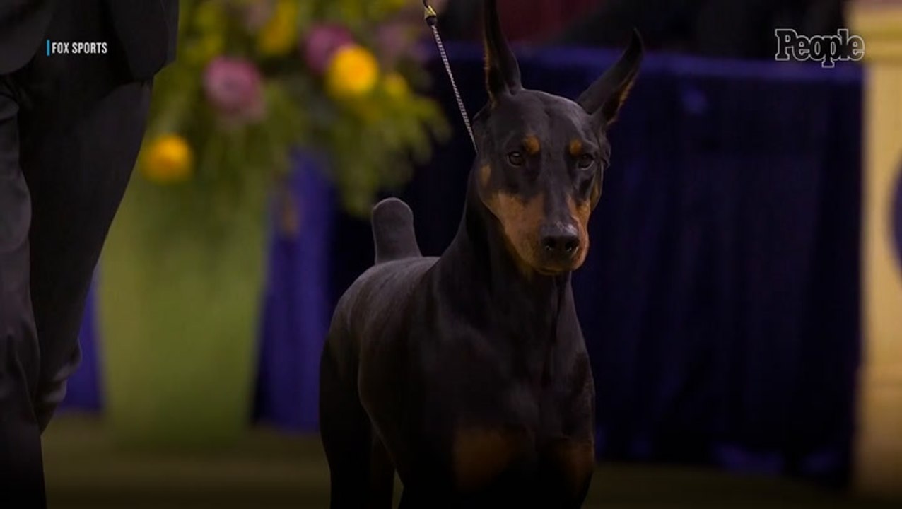 Penny the Doberman Pinscher Wins Best in Show at the 2026 Westminster Dog Show