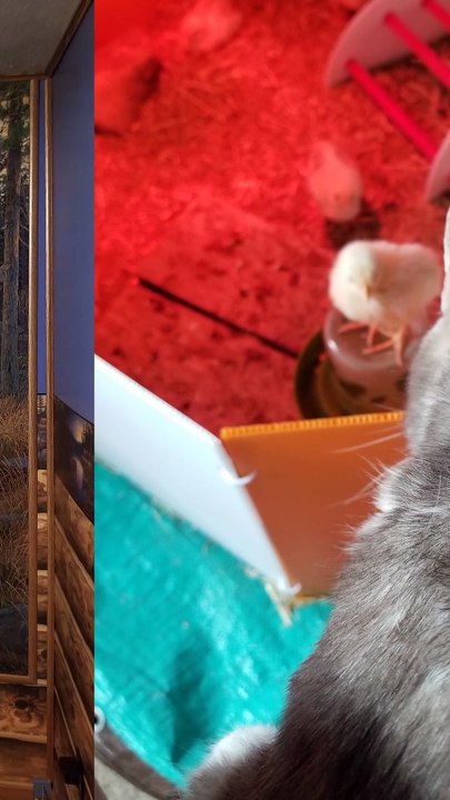 Behold, the legendary double face plant cat nap. | #SparklegleamFarm #Cory #Elsie #farm #LadyChunkerella #cats #catlife #cute