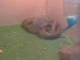 un hamster fait ami ami avec un serpent beurke