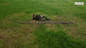 Esta es la serpiente salvaje más larga del mundo.