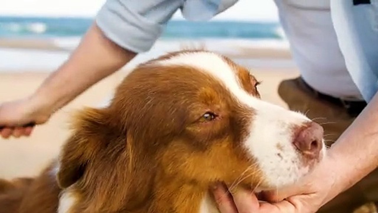 Life With Dogs: Hilarious & Adorable Moments You Can't Miss 🐾