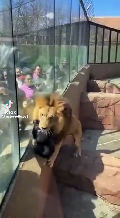 Ein Gorilla beschützt sein Baby