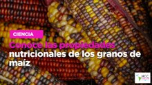 Conoce las propiedades nutricionales de los granos de maíz