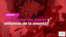 ¿Cuáles son los signos y síntomas de la anemia?