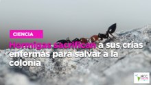 Hormigas sacrifican a sus crías enfermas para salvar a la colonia