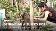 Denuncian a sujeto que alimenta a su perro con gatos