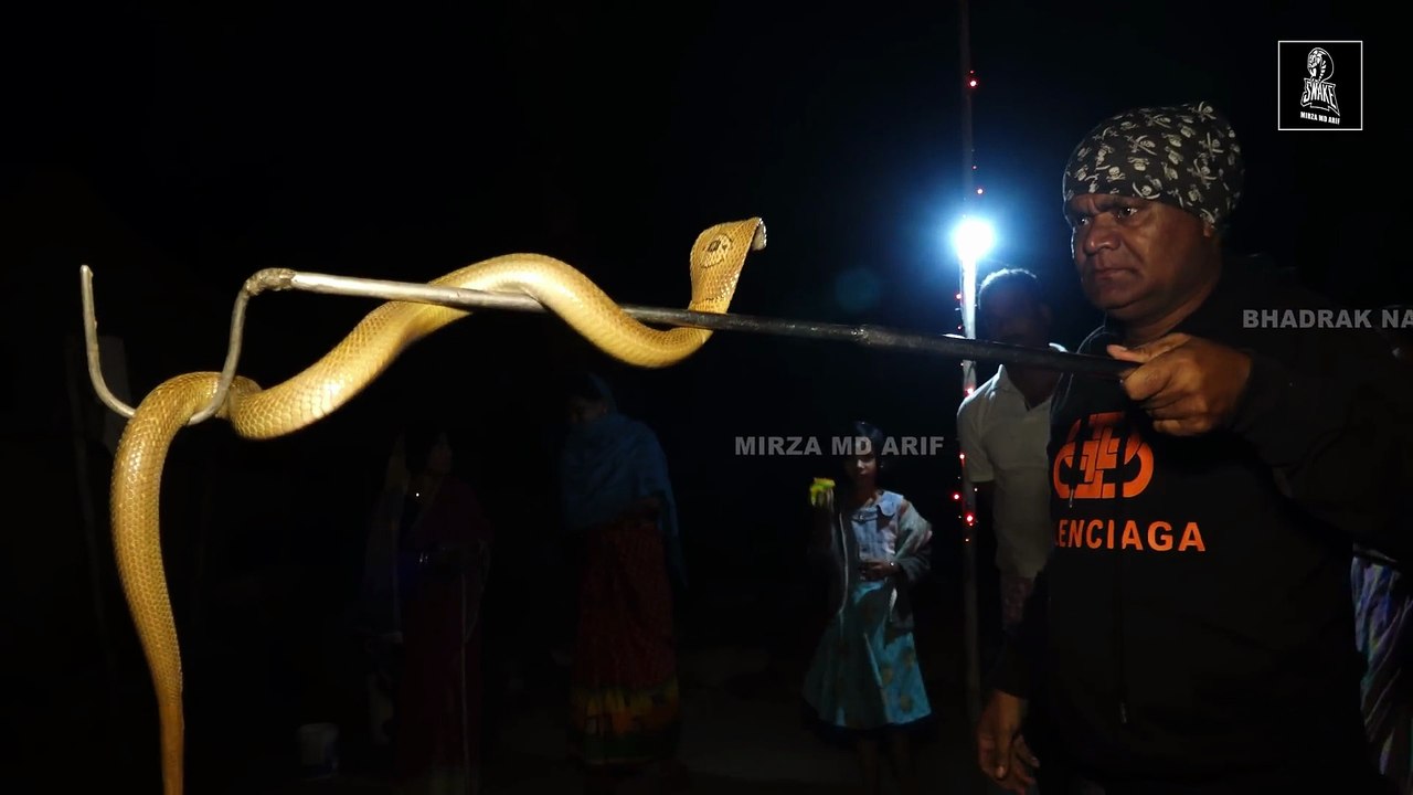 Why are cobra snakes so aggressive?