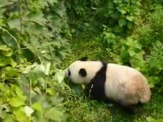 Le panda du zoo de pekin III