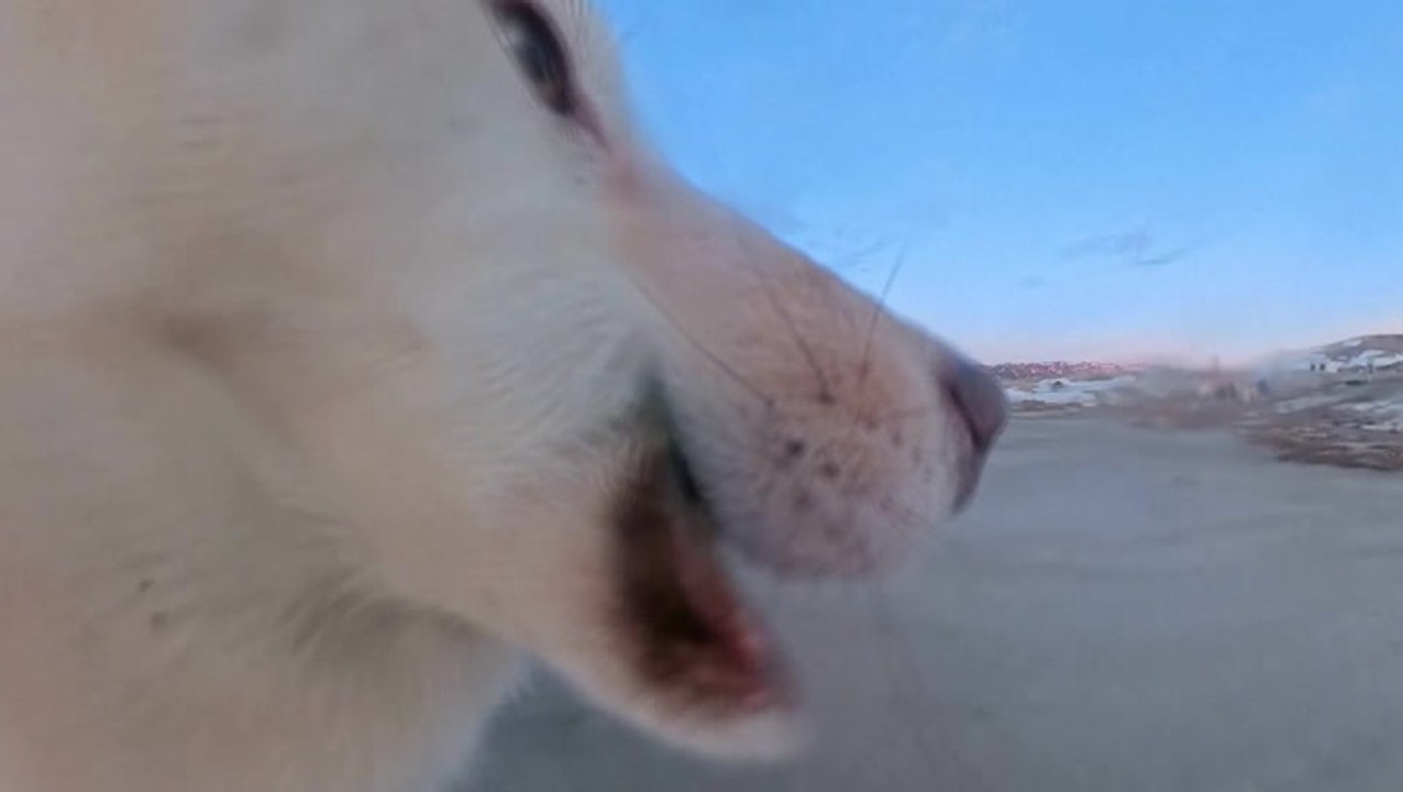 Mischievous sled dog runs off with reporter’s $700 camera – and records its own video