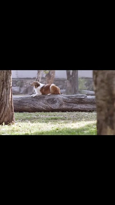 GO TO THE MOON - Musique AMIS