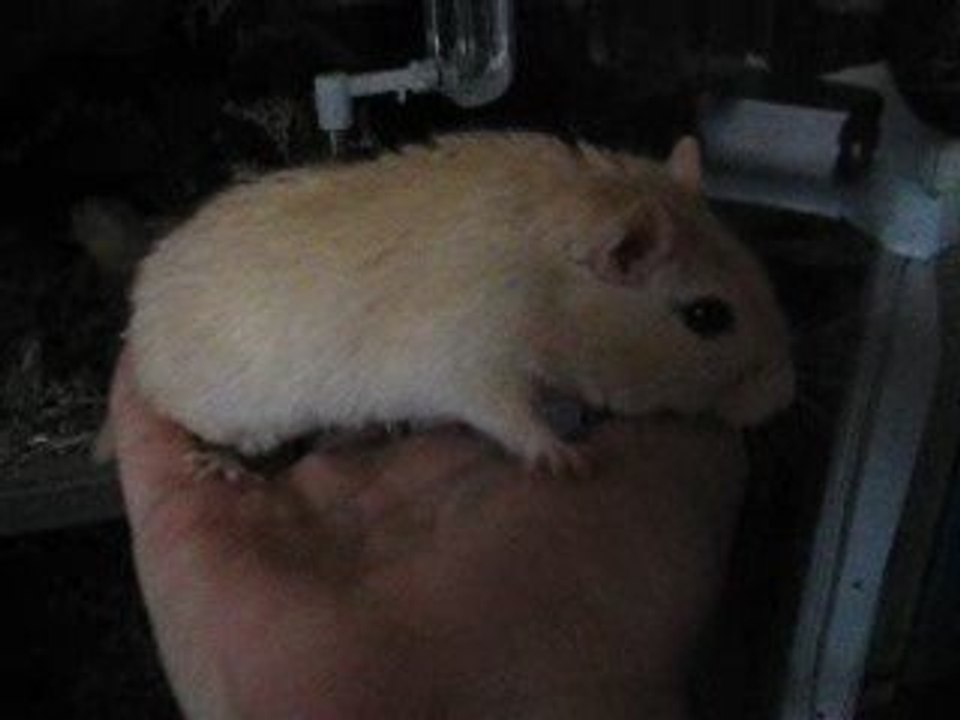 Apprivoisement -gerbilles