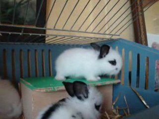 Lapins 1 mois