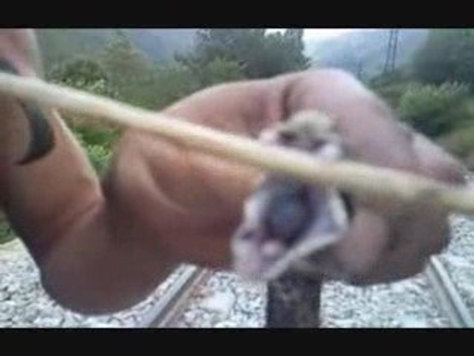 les dents du serpent