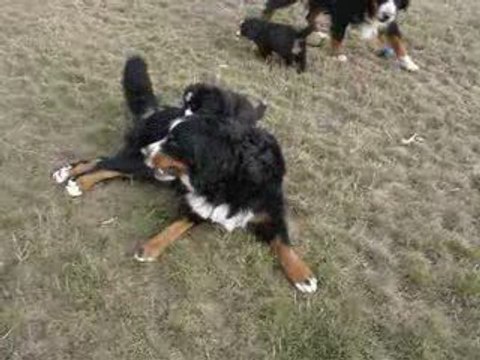 chaplyn bouvier bernois joue avec un des bébés