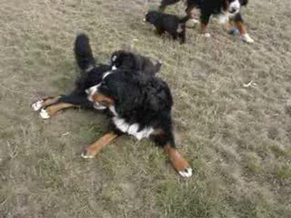 chaplyn bouvier bernois joue avec un des bébés