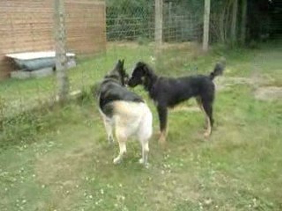 Mercedes et Yogi