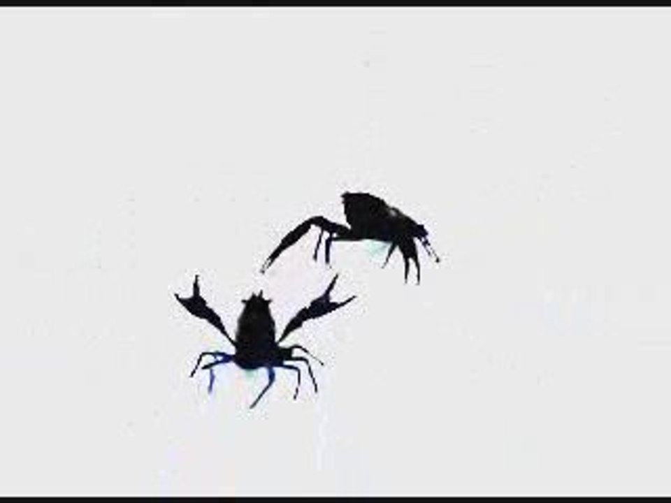 Crawdad Effects2