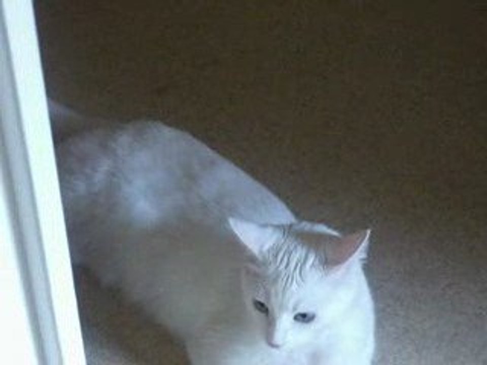 Kyra essouflée et Shanga