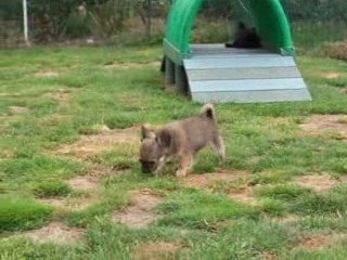 Les chiots se défoulent
