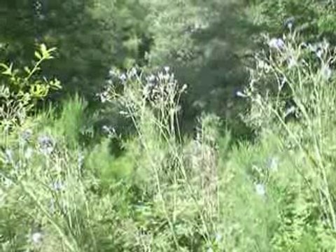 Massif du Sancy: Mulgedie de plumier