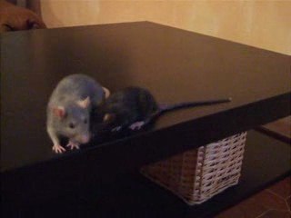 Intégration Yuki Yoko 1