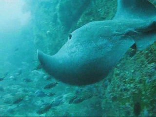 Poor Knights Islands liveaboard