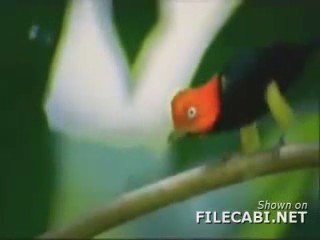 bird moonwalk  michael jackson