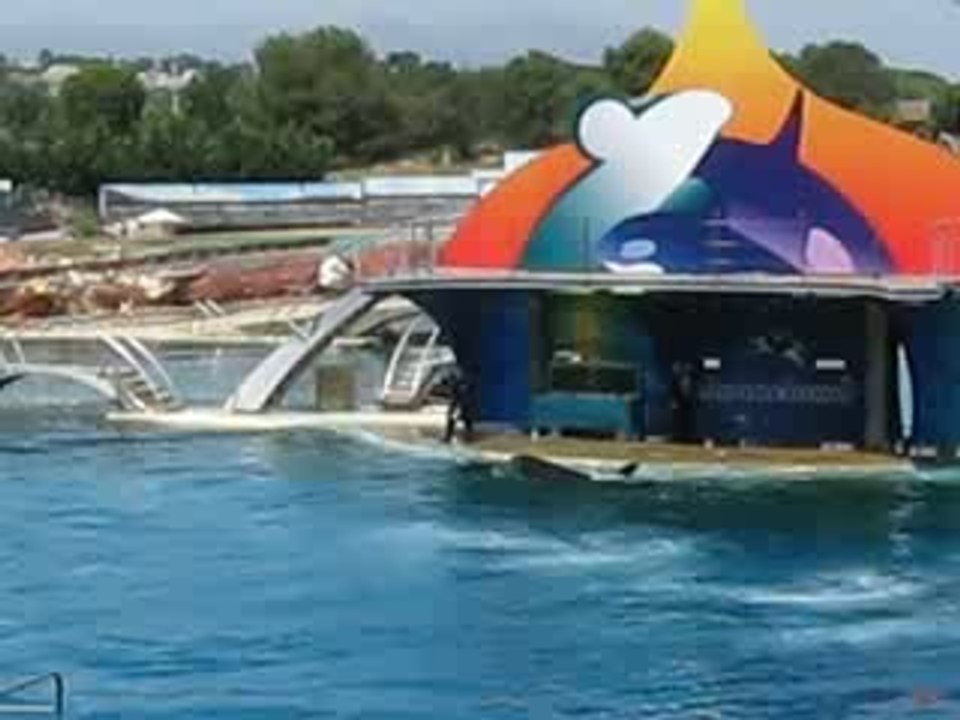 Les orques à Marineland Antibes