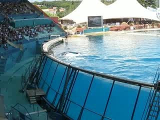 Les orques à Marineland Antibes  3