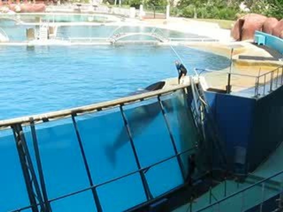 Les orques à Marineland Antibes  4