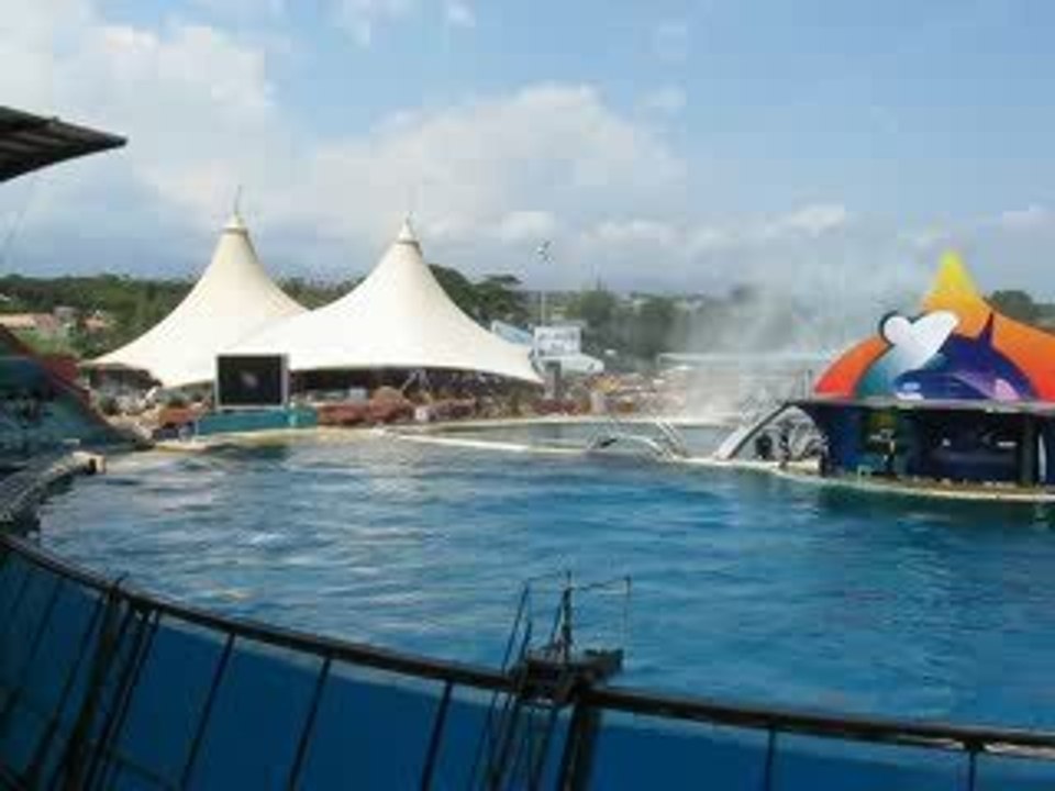 Les orques à Marineland Antibes  5