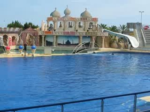 Les dauphins au Marineland d'Antibes