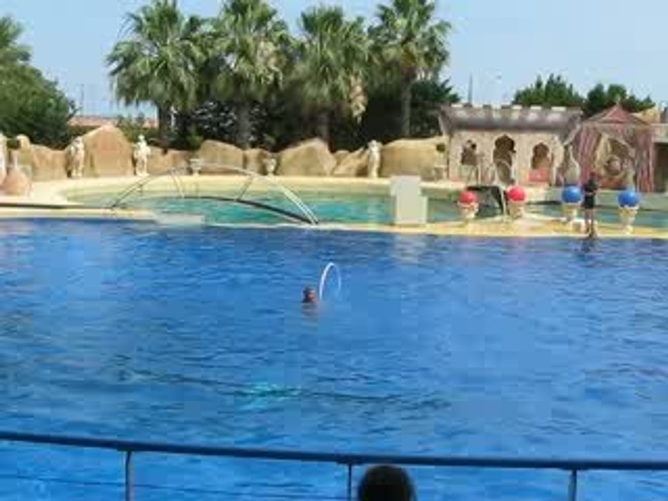 Les dauphins au Marineland d'Antibes 4