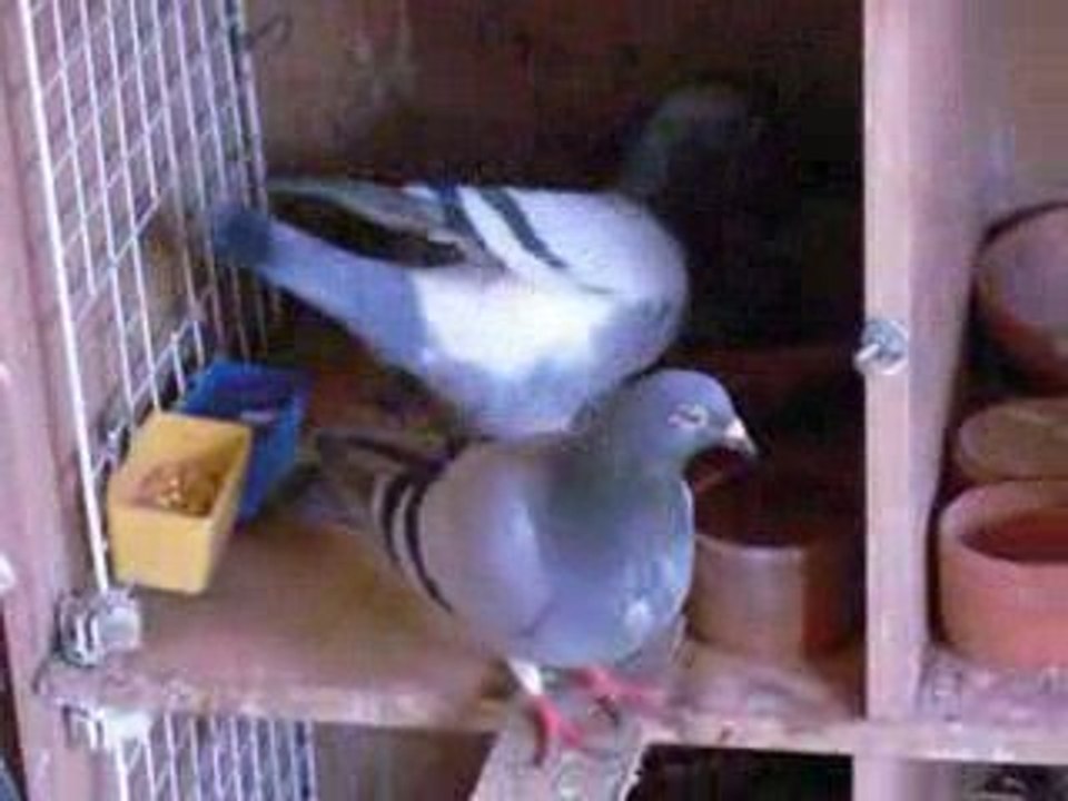 " a table " pigeons voyageurs