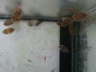 bébés seiches