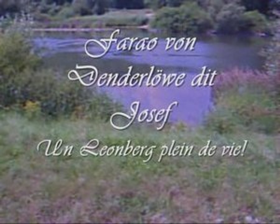 Leonberg, Farao dit Josef