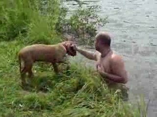 Eiko, TOSA INU, première fois qu'il nage à l'étang.