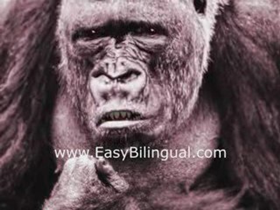 Gorilla Starts to Learn to Talk