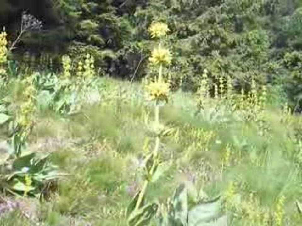Massif du Sancy: Gentianes