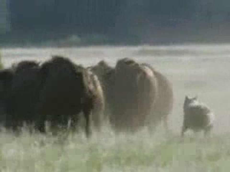 Wolves in hunting