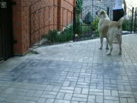 Сен Сао Аюра 5,5 лет.