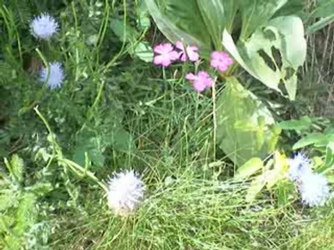 Massif du Sancy: Jasione