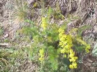 Massif du Sancy: Gaillet