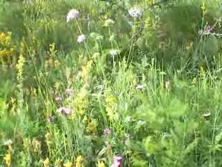 Massif du Sancy: Jasiones,Gaillet, Oeillets Sylvatiques
