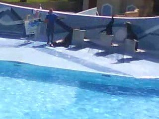 Spectacle d'otarie au zoo des Palmyre XD 3